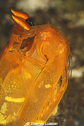 found in Lembeh; D200 by Thomas Lueken 